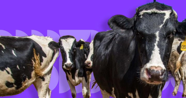 Gusano barrenador presiona salud pública y exportaciones