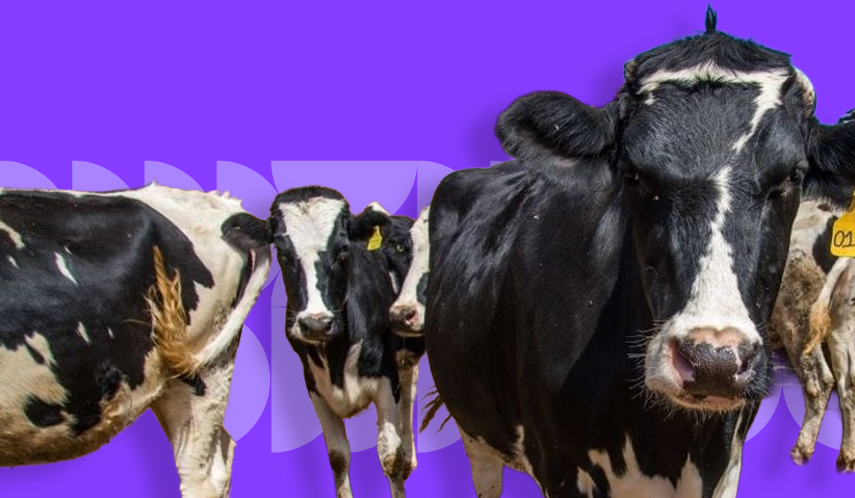 13 FEB DESPERTADOR WEB 11