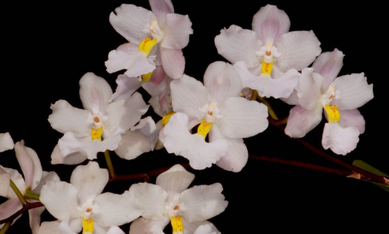 Orquídeas de primavera florecen entre arte y biodiversidad