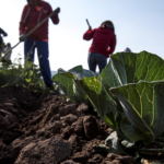 Guerra en Oriente Medio amenaza con desatar crisis agrícola