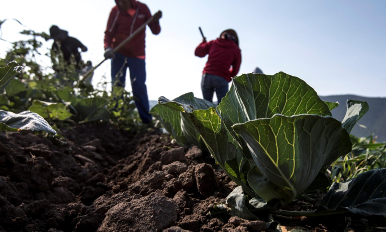 Guerra en Oriente Medio amenaza con desatar crisis agrícola
